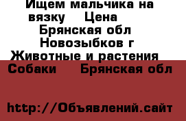 Ищем мальчика на вязку  › Цена ­ 10 - Брянская обл., Новозыбков г. Животные и растения » Собаки   . Брянская обл.